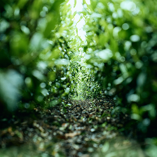 抹茶土壌管理
