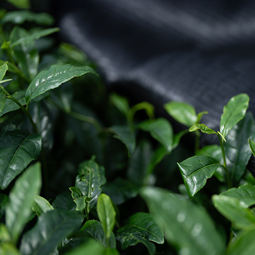抹茶栽培