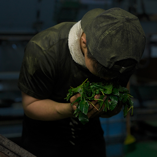 抹茶製造