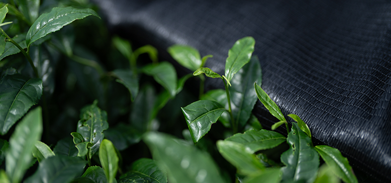 抹茶栽培