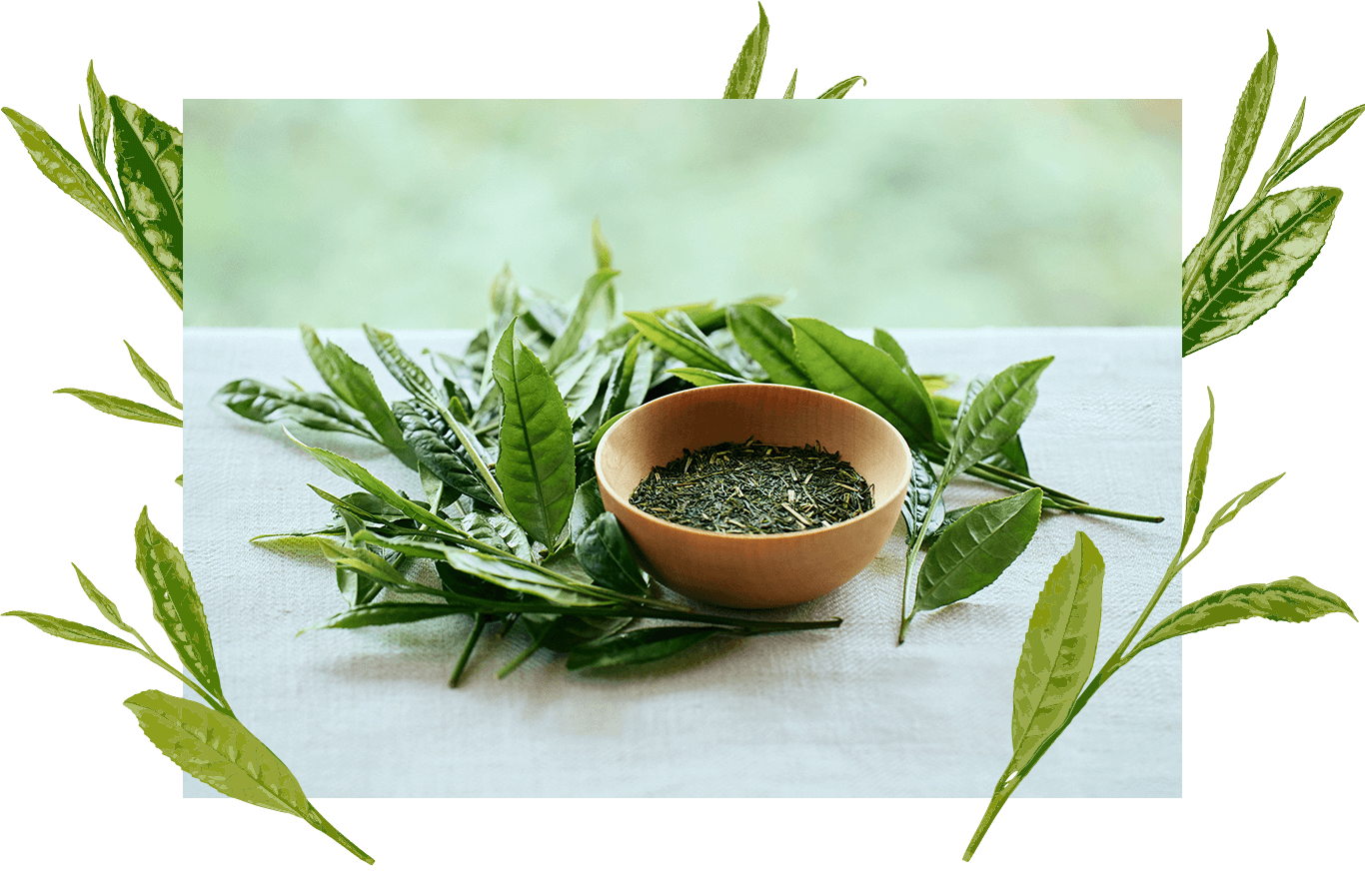 煎茶について